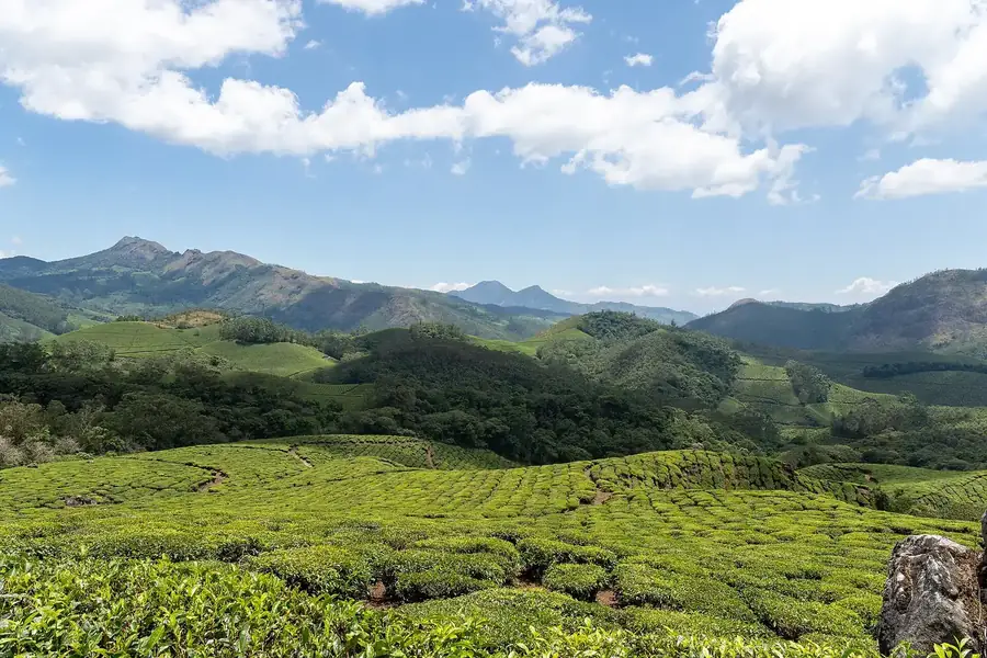 Tea hills of Munnar